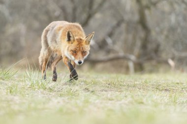 Doğada güzel kızıl tilki