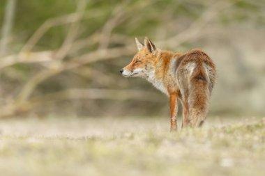 Doğada güzel kızıl tilki