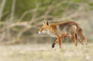 Doğada güzel kızıl tilki