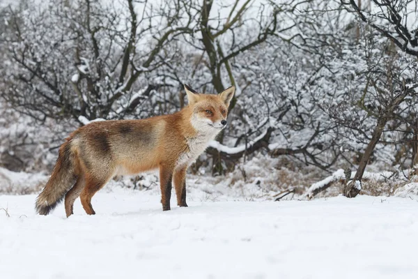 Beautiful Red Fox Wintertime Cold Day — Stock Photo, Image