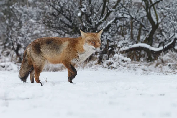 Linda Raposa Vermelha Inverno Dia Frio — Fotografia de Stock