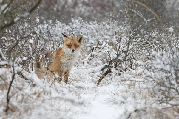 Bella Volpe Rossa Inverno Una Giornata Fredda — Foto Stock