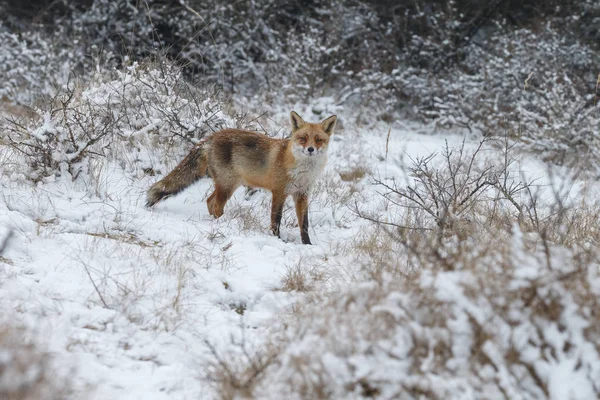 Όμορφη Κόκκινη Αλεπού Χειμώνα Για Μια Κρύα Ημέρα — Φωτογραφία Αρχείου