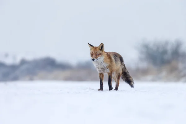 Linda Raposa Vermelha Inverno Dia Frio — Fotografia de Stock