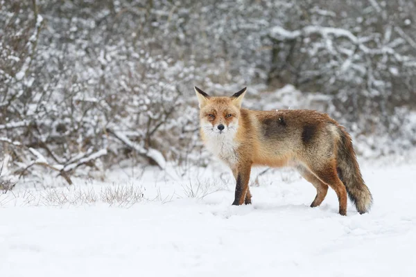 Linda Raposa Vermelha Inverno Dia Frio — Fotografia de Stock