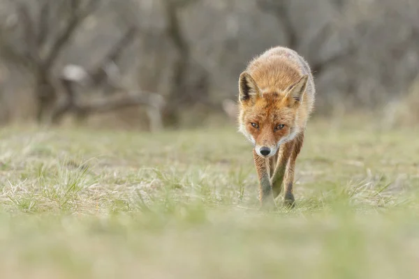 Schöner Rotfuchs Der Natur — Stockfoto