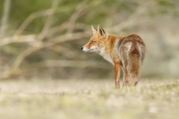自然の中の美しい赤狐 — ストック写真