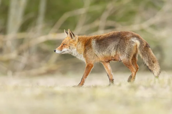 自然の中の美しい赤狐 — ストック写真