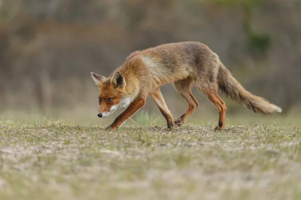 Beautiful Red Fox Nature — Stock Photo, Image