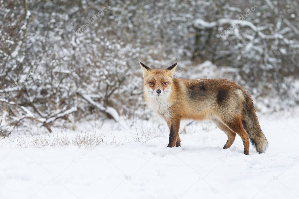 Beautiful red fox in wintertime on a cold day