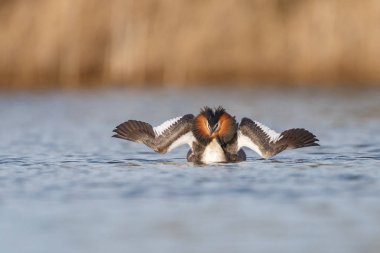 Büyük tepeli batağan, çiftleşme içinde Sukuşu (Podiceps cristatus)