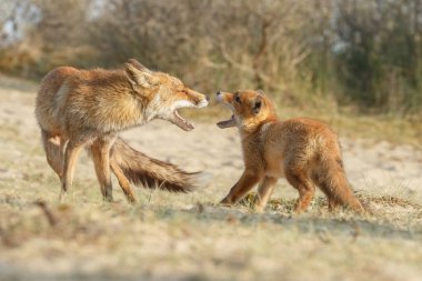 Juvenil kızıl tilki yavrusu Hollandalı dunes adlı bir bahar gününde doğada ile