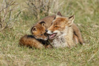 Juvenil kızıl tilki yavrusu Hollandalı dunes adlı bir bahar gününde doğada ile