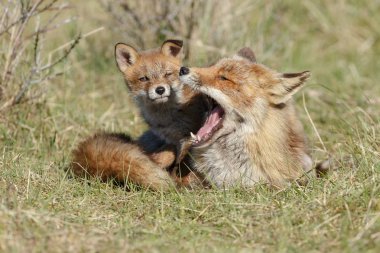 Juvenil kızıl tilki yavrusu Hollandalı dunes adlı bir bahar gününde doğada ile