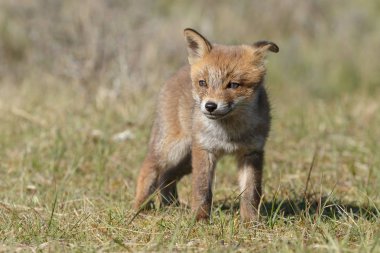 Hollandalı dunes adlı bir bahar gününde doğada Juvenil kızıl tilki