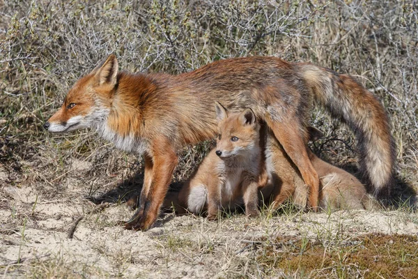Raposa Vermelha Juvenil Com Filhotes Natureza Dia Primavera Nas Dunas — Fotografia de Stock