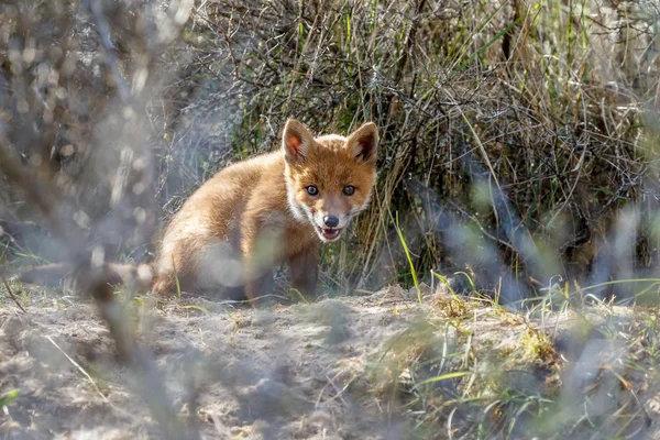 Juvenilní Liška Přírodě Jarní Den Holandské Dunes — Stock fotografie