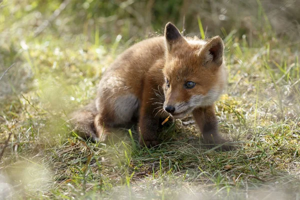 Młodzieńcze Red Fox Przyrodzie Dzień Wiosny Holenderskich Wydm — Zdjęcie stockowe