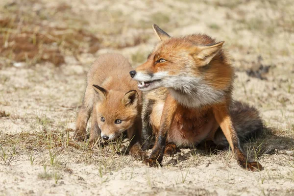 Juvenilní Red Fox Mládětem Přírodě Jarní Den Holandské Dunes — Stock fotografie