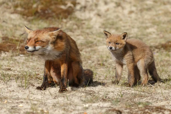Juvenilní Red Fox Mládětem Přírodě Jarní Den Holandské Dunes — Stock fotografie