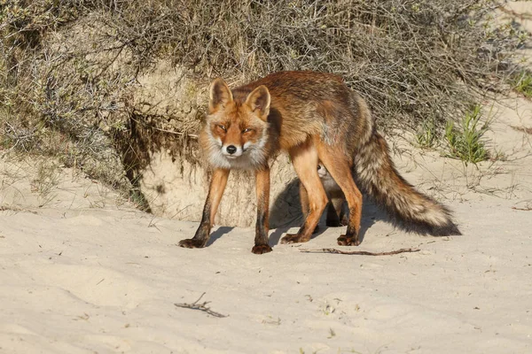 Jonge Vos Nederlandse Duinen Natuur Een Lentedag — Stockfoto