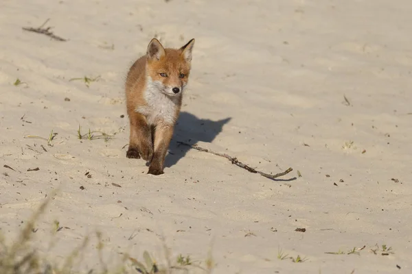 Renard Roux Juvénile Dans Nature Jour Printemps Dans Les Dunes — Photo