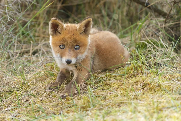 Renard Roux Juvénile Dans Nature Jour Printemps Dans Les Dunes — Photo