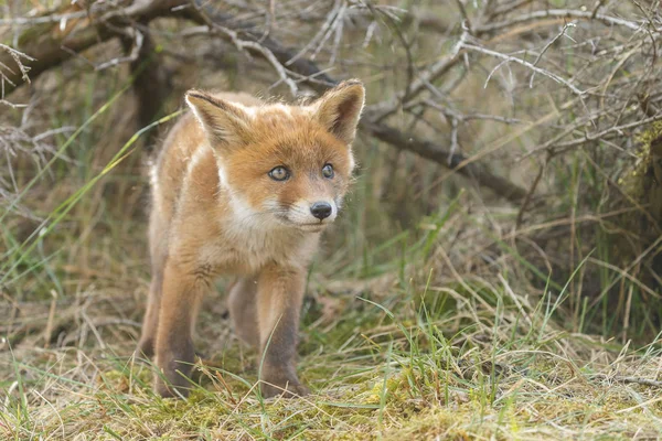 少年红狐在自然在春天天在荷兰沙丘 — 图库照片