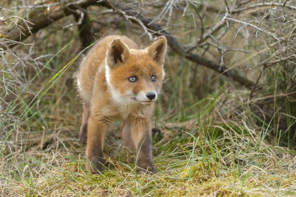 Raposa Vermelha Juvenil Natureza Dia Primavera Nas Dunas Holandesas — Fotografia de Stock