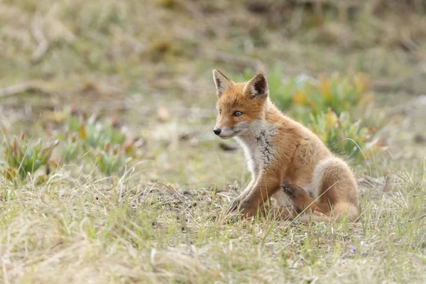 Jonge Vos Nederlandse Duinen Natuur Een Lentedag — Stockfoto