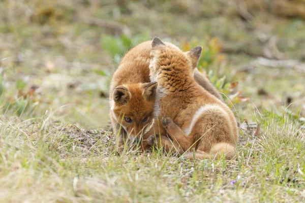 Raposa Vermelha Juvenil Com Filhote Natureza Dia Primavera Nas Dunas — Fotografia de Stock