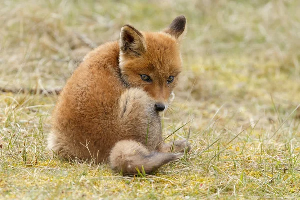 Zorro Rojo Juvenil Naturaleza Día Primavera Las Dunas Holandés — Foto de Stock