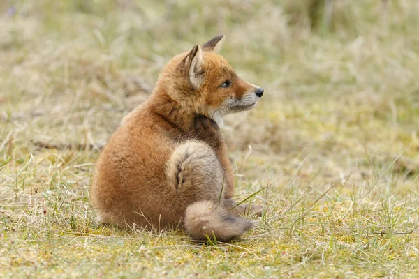 Młodzieńcze Red Fox Przyrodzie Dzień Wiosny Holenderskich Wydm — Zdjęcie stockowe