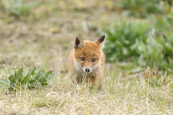 少年红狐在自然在春天天在荷兰沙丘 — 图库照片
