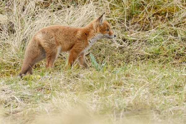Raposa Vermelha Juvenil Natureza Dia Primavera Nas Dunas Holandesas — Fotografia de Stock