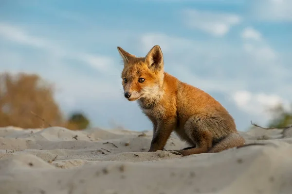 Jungfuchs Der Natur Einem Frühlingstag Den Holländischen Dünen — Stockfoto