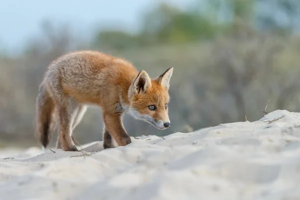 Jonge Vos Nederlandse Duinen Natuur Een Lentedag — Stockfoto