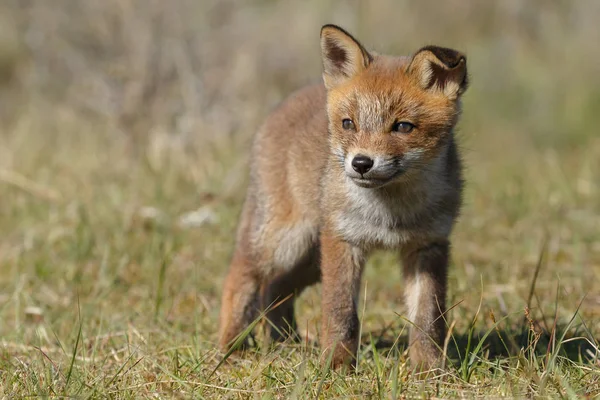 Hollandalı dunes adlı bir bahar gününde doğada Juvenil kızıl tilki