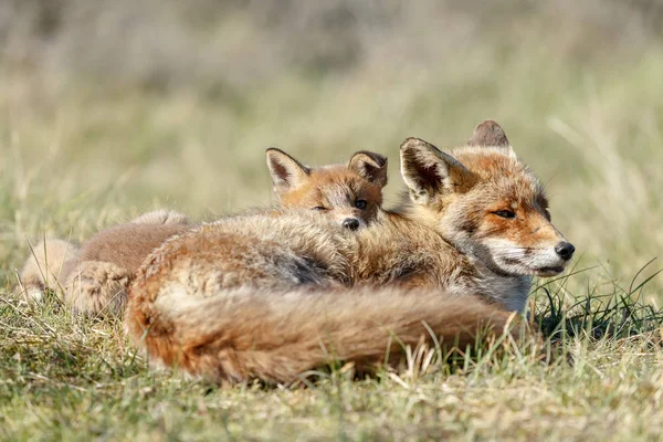 Raposa Vermelha Juvenil Com Filhote Natureza Dia Primavera Nas Dunas — Fotografia de Stock