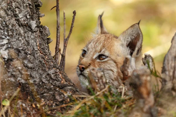 自然に Lynx カブ子猫 — ストック写真