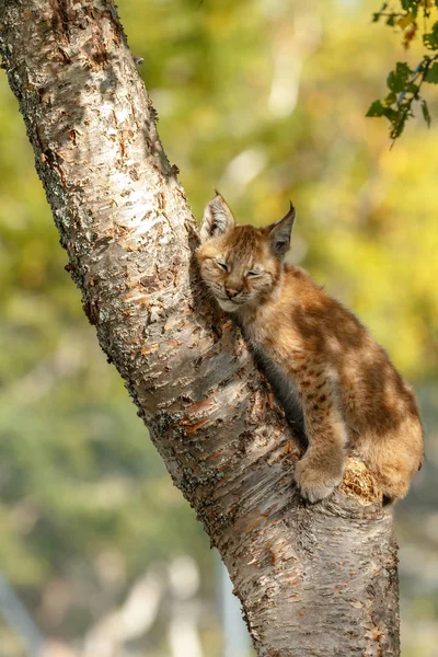 Lince Cachorro Gatito Naturaleza — Foto de Stock