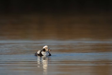 Güzel ışık sakin bir ortamda uzun kuyruklu ördek