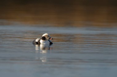 Güzel ışık sakin bir ortamda uzun kuyruklu ördek