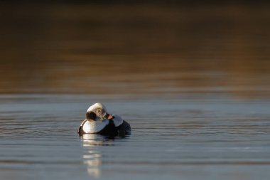 Güzel ışık sakin bir ortamda uzun kuyruklu ördek
