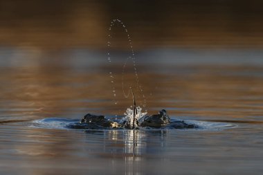 Güzel ışık sakin bir ortamda uzun kuyruklu ördek