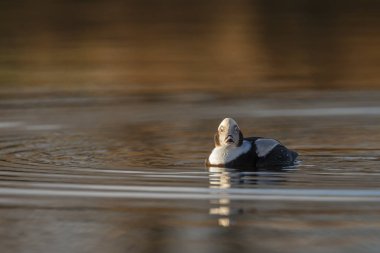 Güzel ışık sakin bir ortamda uzun kuyruklu ördek