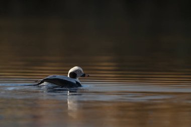 Güzel ışık sakin bir ortamda uzun kuyruklu ördek
