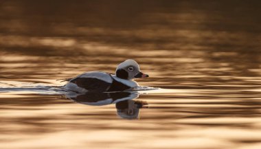 Güzel ışık sakin bir ortamda uzun kuyruklu ördek