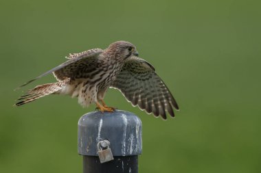 Kutup yeşil bir arka plana sahip Avrupa kerkenez