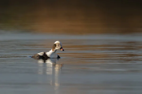 Long tailed duck in a calm setting in nice light